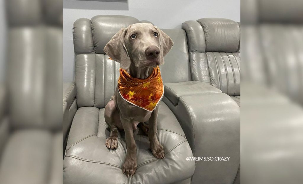 Silver Gray Weimaraner