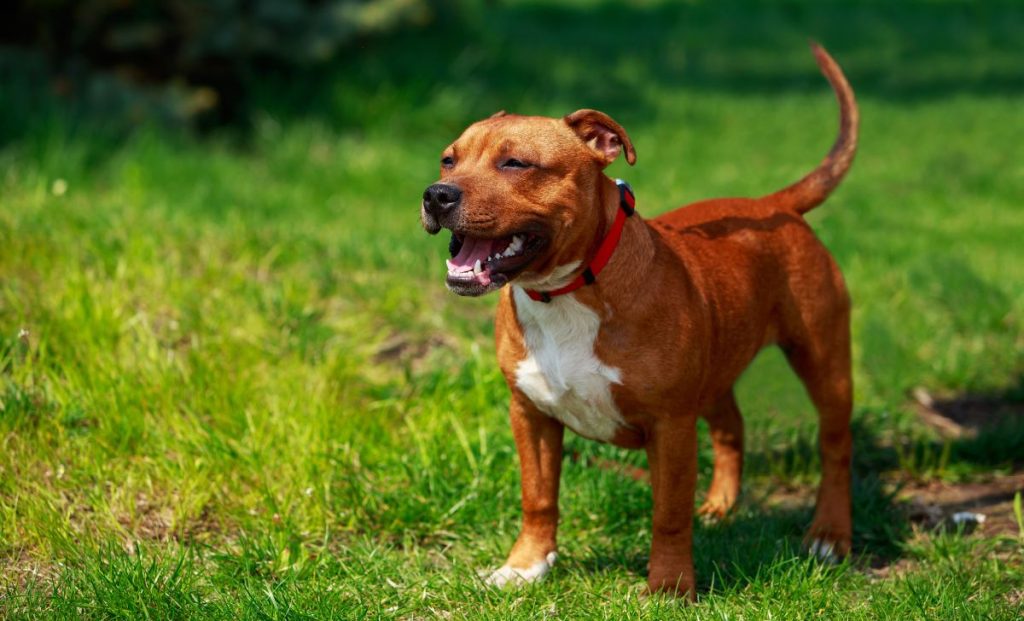 Staffordshire Bull Terriers