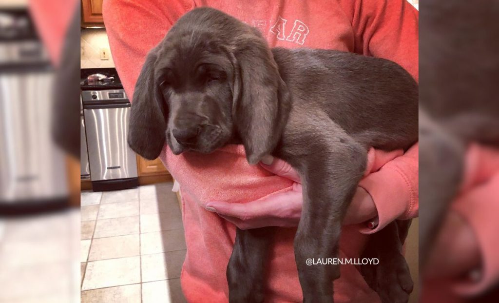 Stockhaar Weimaraner