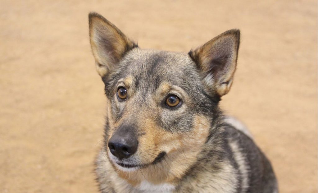 Swedish Vallhund