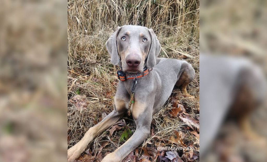 Tan Markings Weimaraner