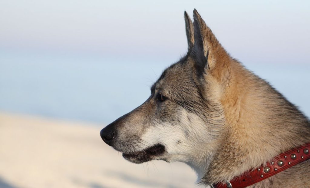 The Canadian Eskimo Dog 