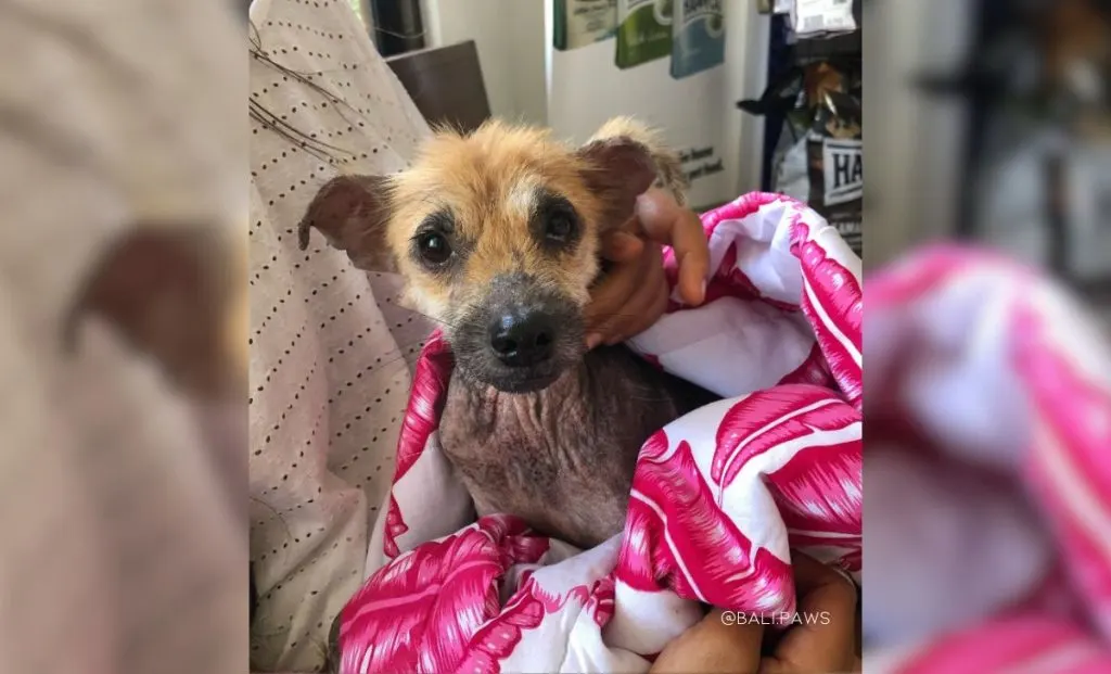 Tiny Abandoned Dog Goes Through An Incredible Transformation With The Help Of Her New Family