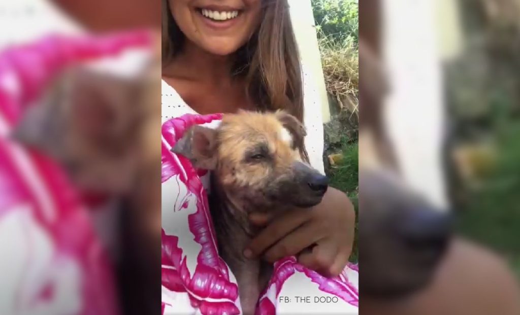 Tiny Abandoned Dog Goes Through An Incredible Transformation With The Help Of Her New Family