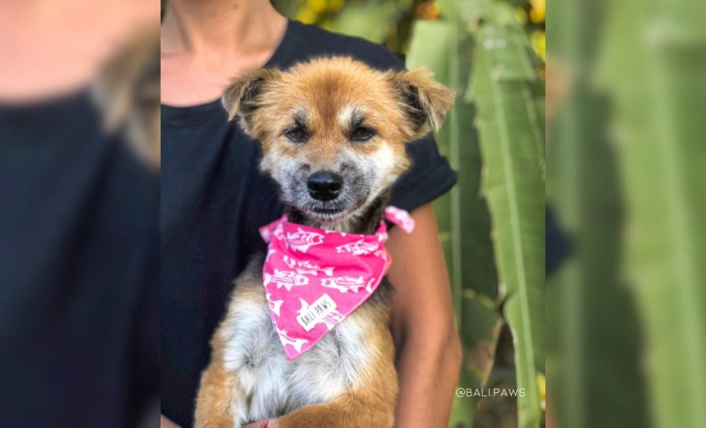 Tiny Abandoned Dog Goes Through An Incredible Transformation With The Help Of Her New Family