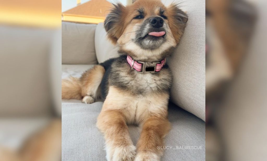 Tiny Abandoned Dog Goes Through An Incredible Transformation With The Help Of Her New Family