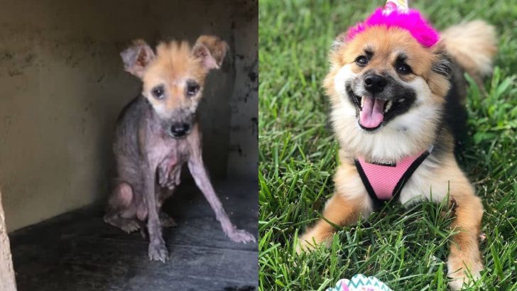 Tiny Abandoned Dog Goes Through An Incredible Transformation With The Help Of Her New Family