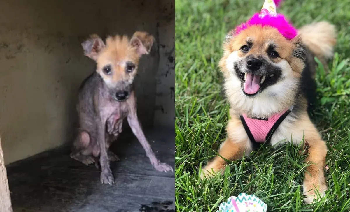 Tiny Abandoned Dog Goes Through An Incredible Transformation With The Help Of Her New Family