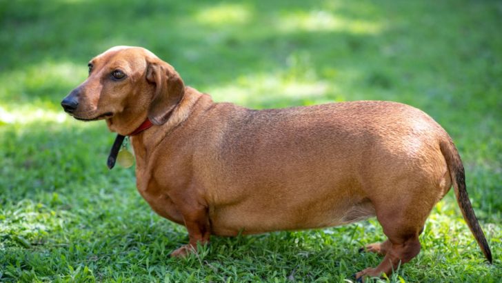 Understanding And Combating Obesity In Dogs  