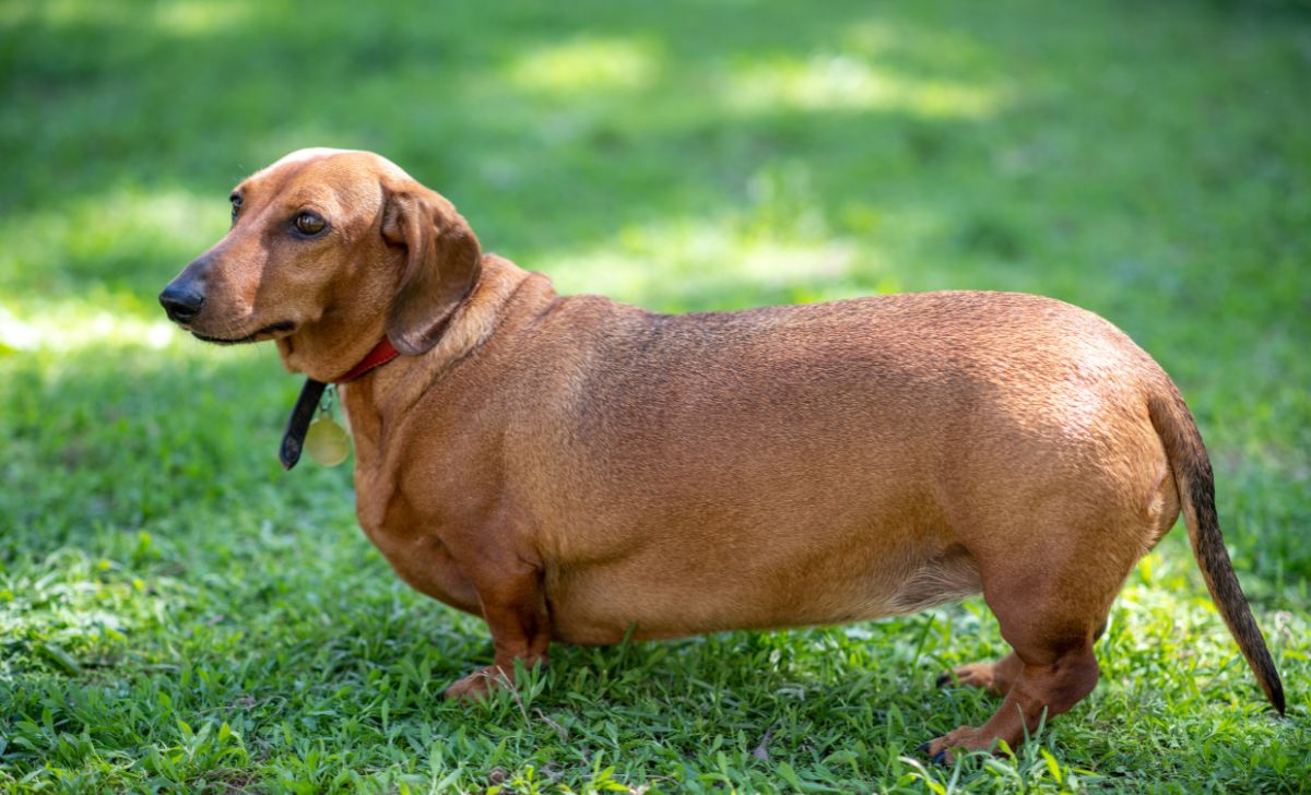 Understanding And Combating Obesity In Dogs  