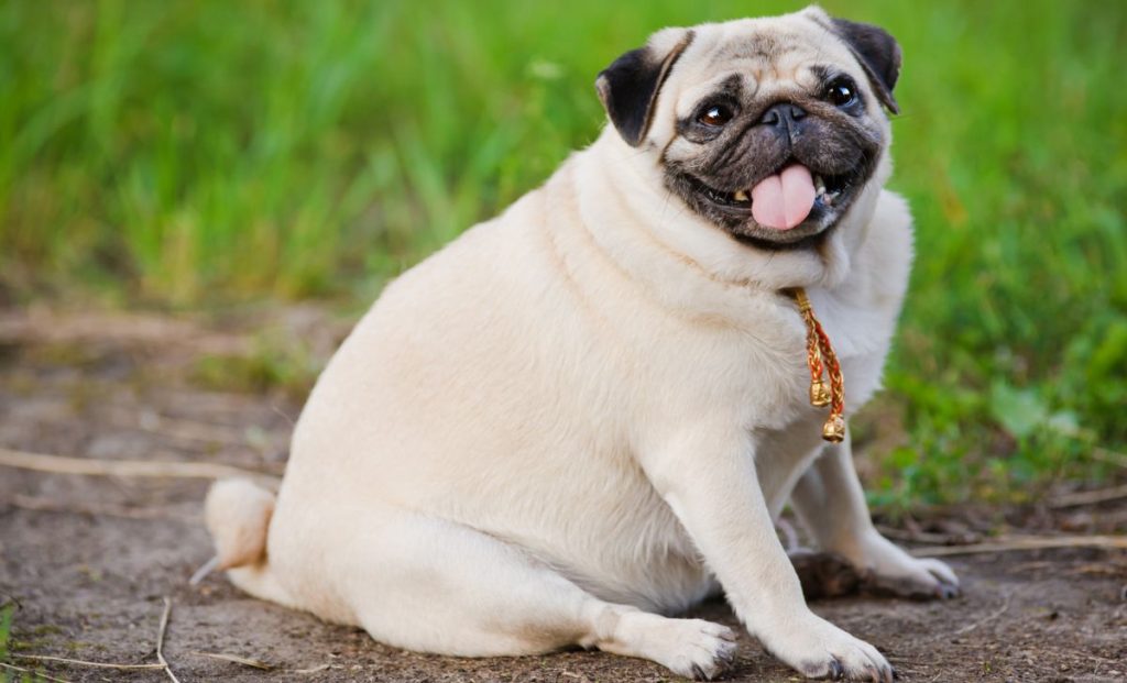 Understanding And Combating Obesity In Dogs  