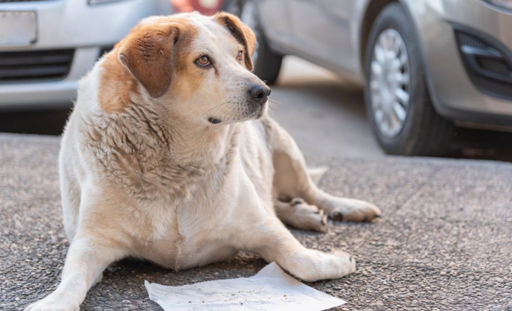 Understanding And Combating Obesity In Dogs  