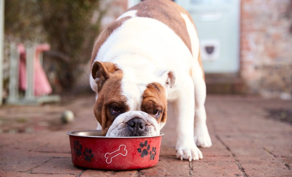 Understanding And Combating Obesity In Dogs  