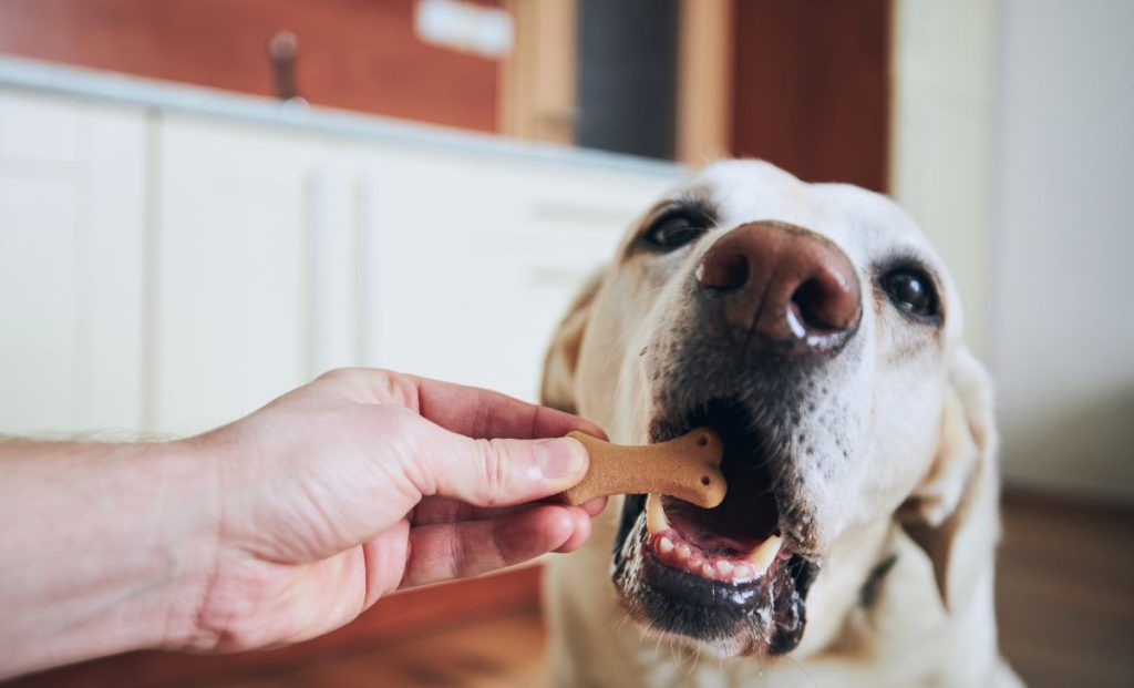 Understanding And Combating Obesity In Dogs  