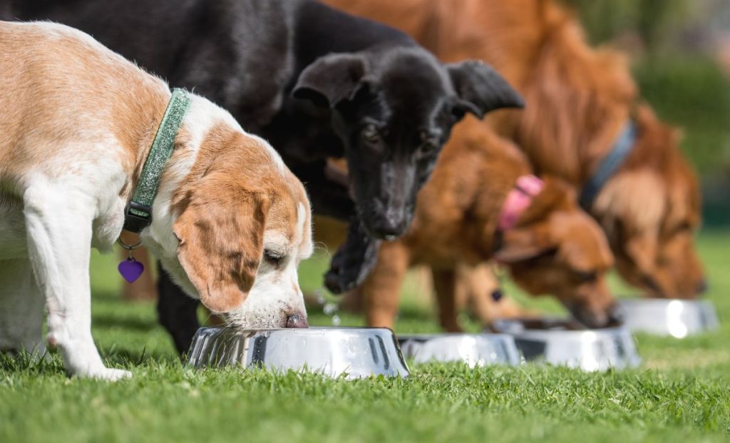 Understanding And Combating Obesity In Dogs  