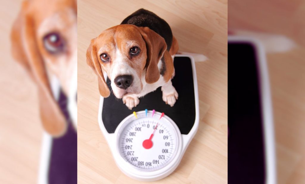 Understanding And Combating Obesity In Dogs  