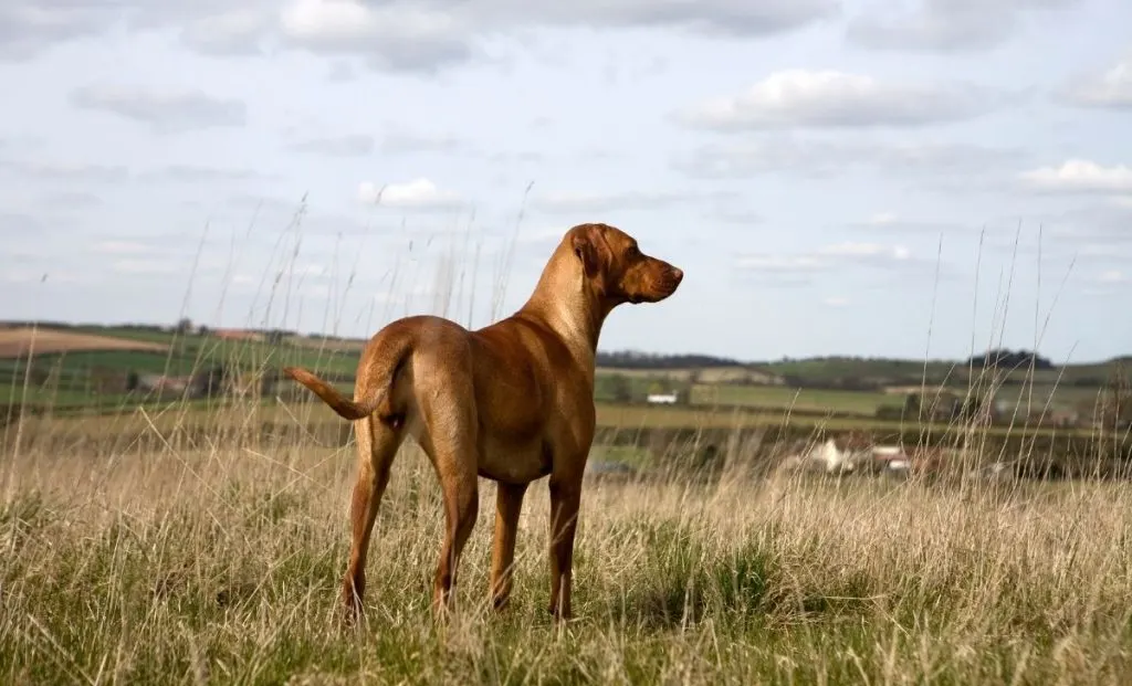 Vizsla