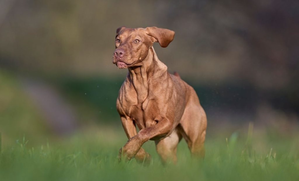 Vizsla