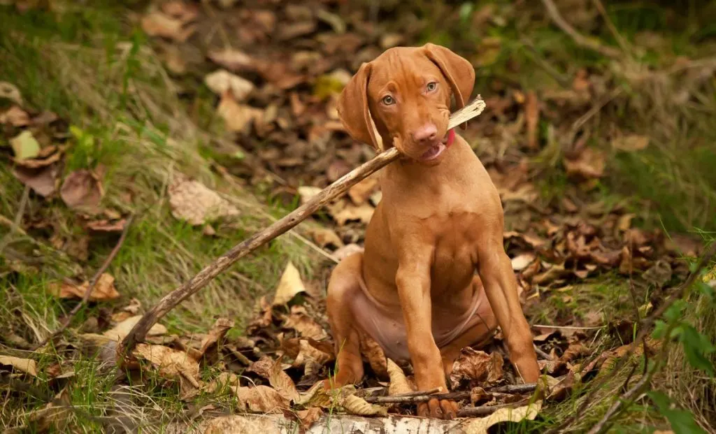 Vizsla