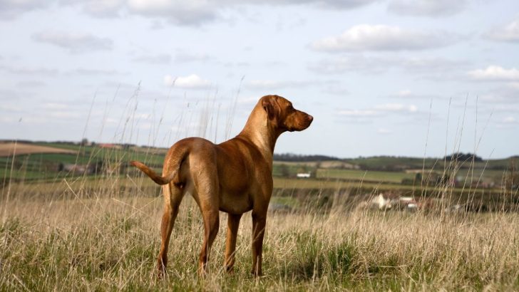 5 Hungarian Vizsla Breeders UK Has That You Should Know About