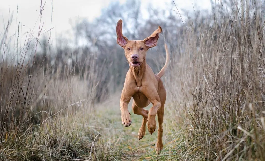 Vizsla