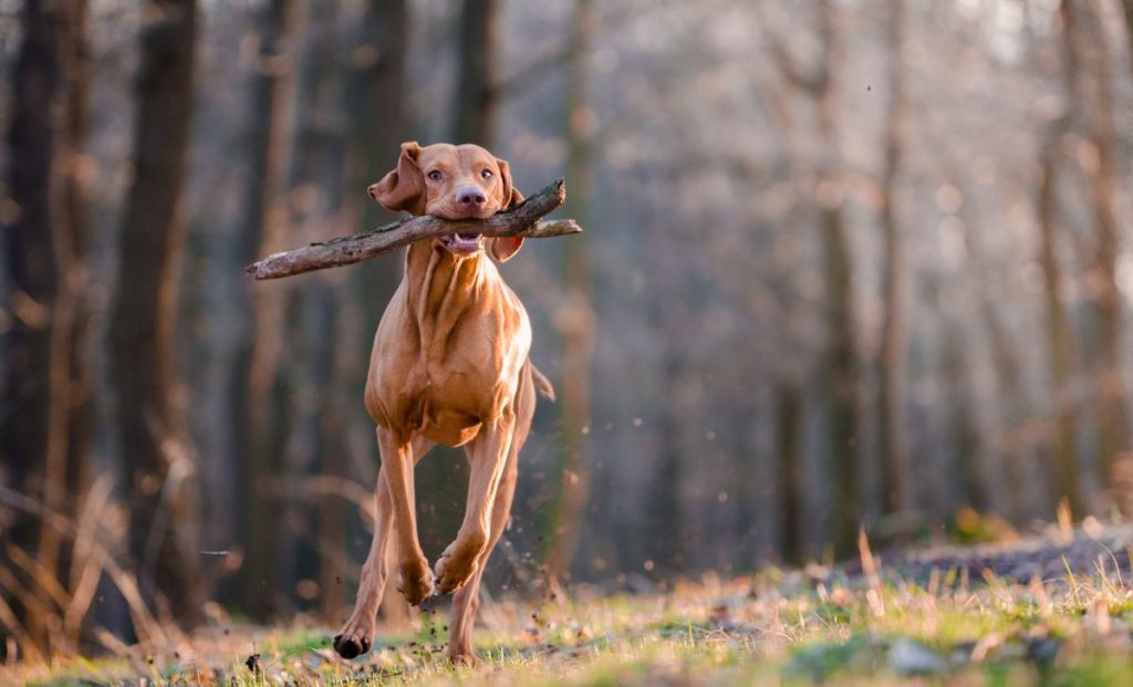 Vizsla