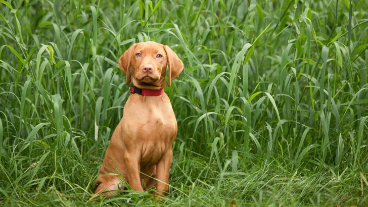 7 Best Vizsla Breeders California Has To Offer That You Must Know