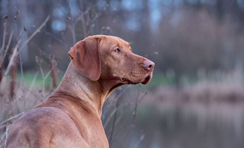 Vizsla