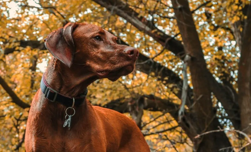 Vizsla