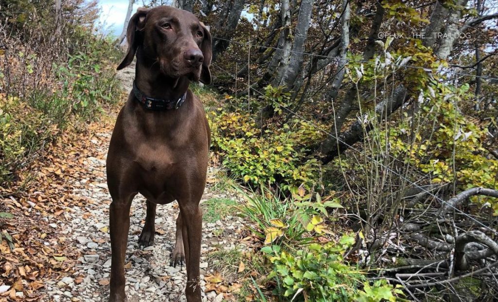 Vizsla and Weimaraner