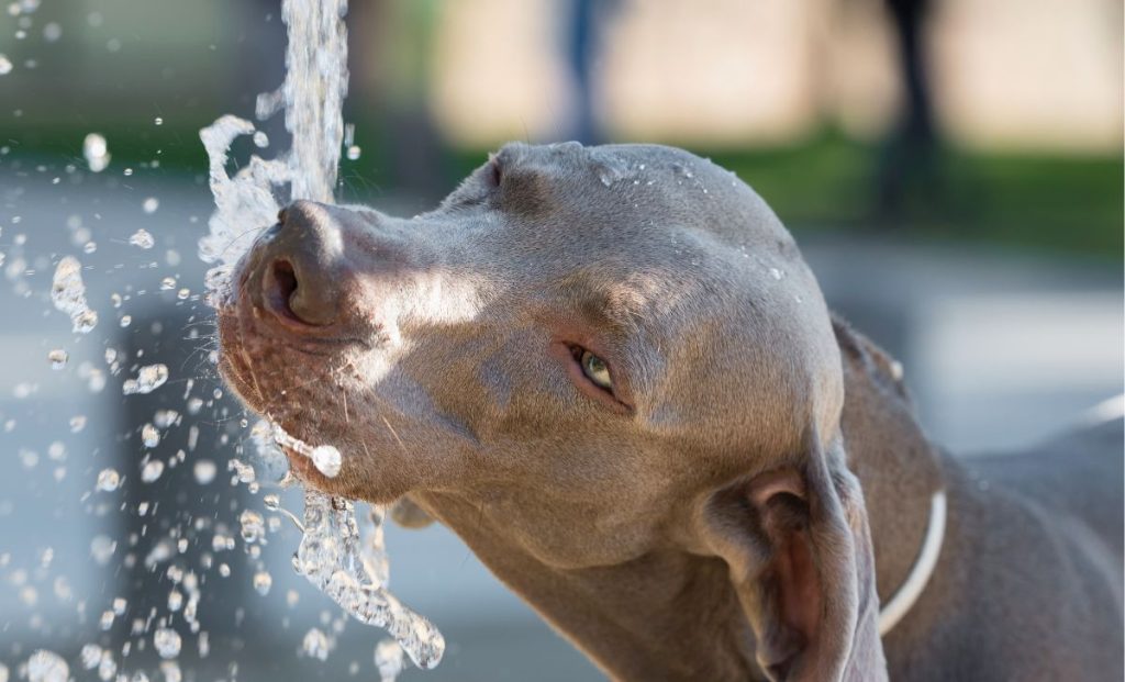 Weimaraner