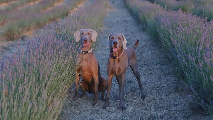 10 Weimaraner Colors And 3 Coat Types Everyone Should Know