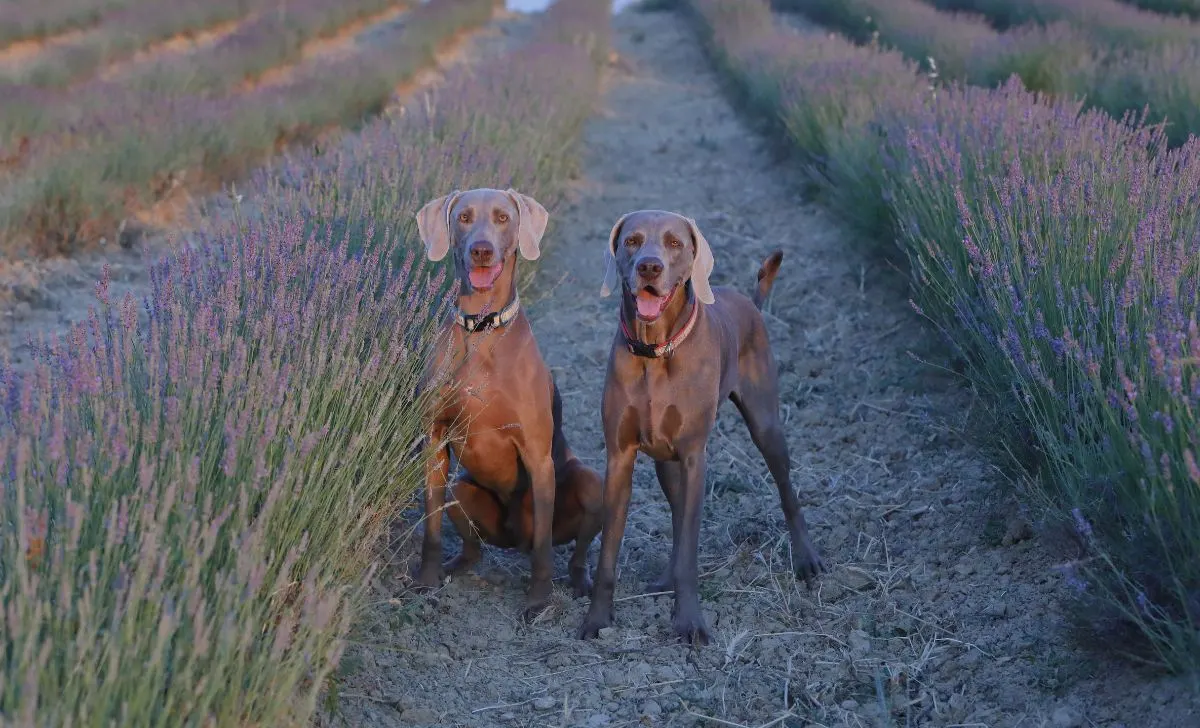 Weimaraner