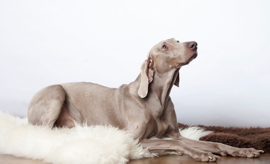 Weimaraner