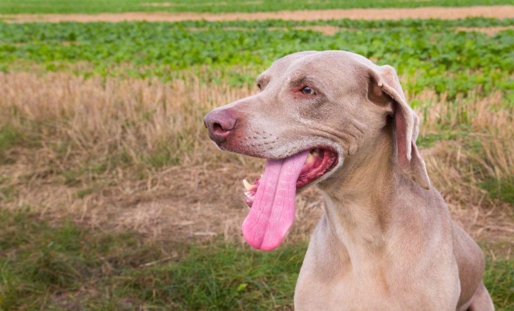 Weimaraner