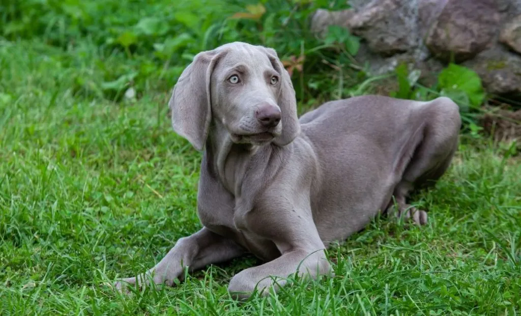 Weimaraner