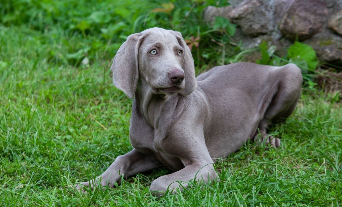 A Complete Weimaraner Growth Chart And Growth Stages