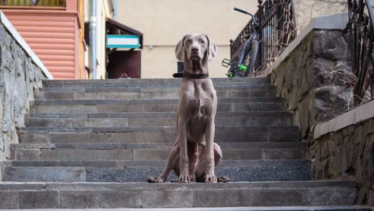 21 Weimaraner Mixes That Will Leave You In Awe (With Pictures)  