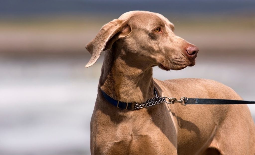 Weimaraner