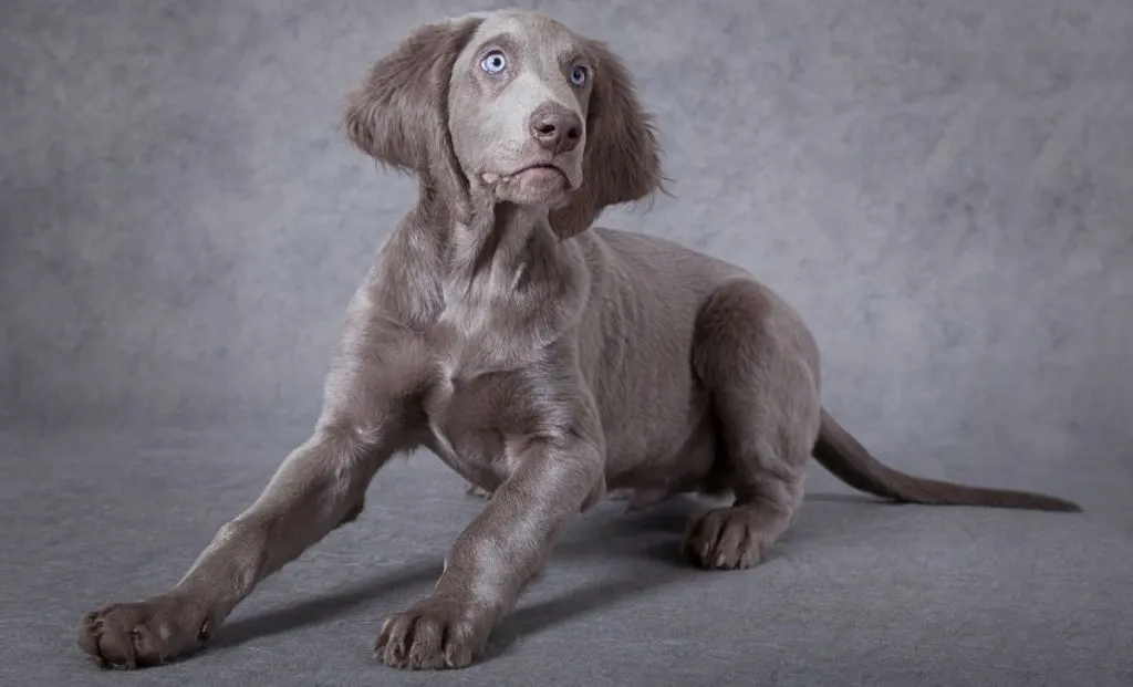 Weimaraner