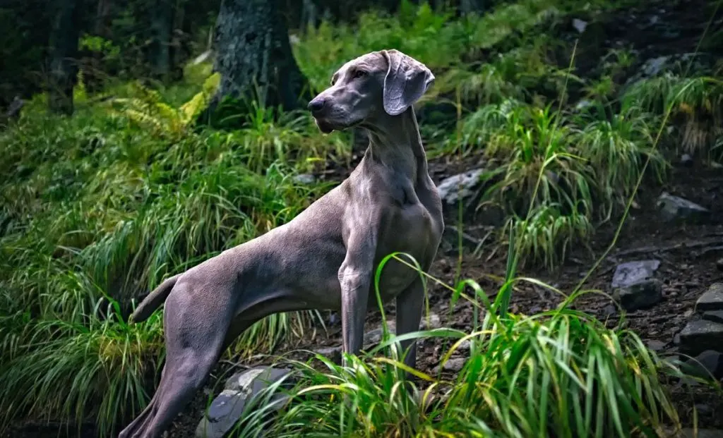 Weimaraner