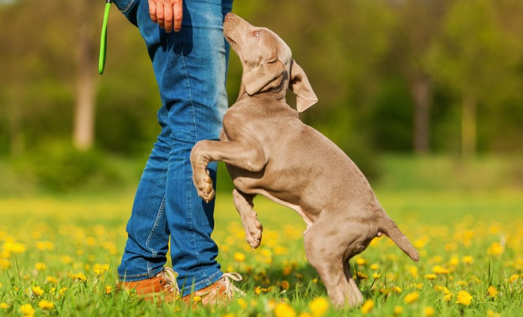 Weimaraner