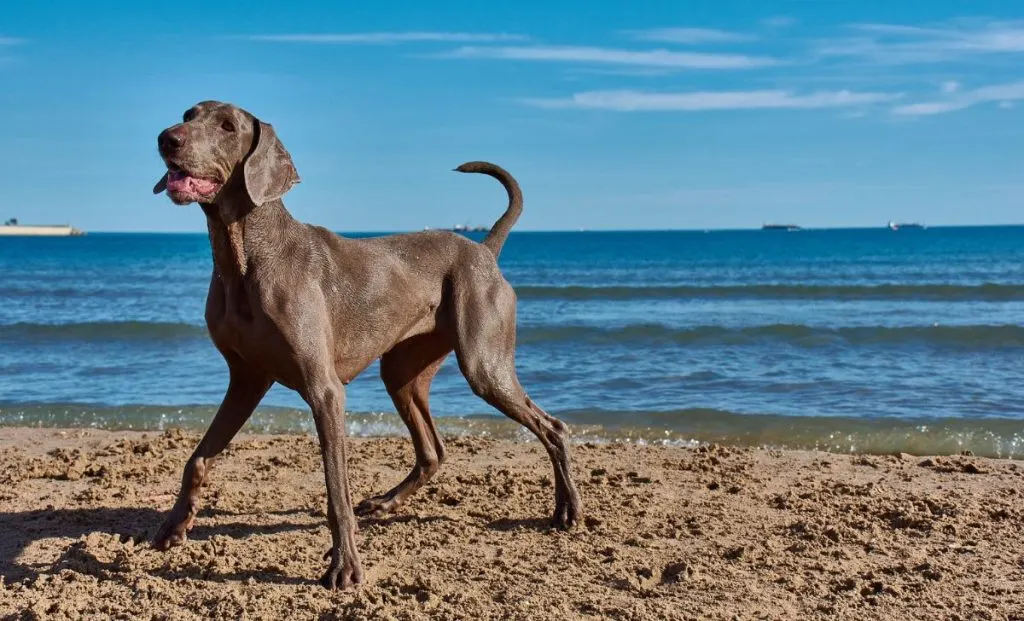 Weimaraner