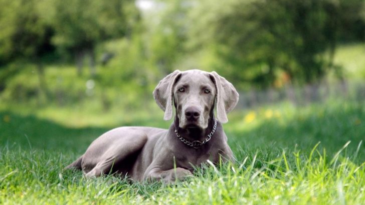 A Complete Weimaraner Growth Chart And Growth Stages