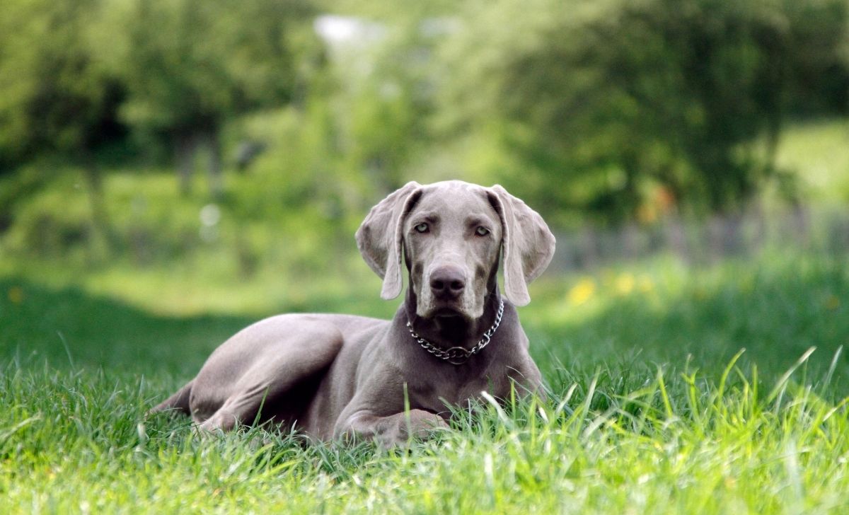 A Complete Weimaraner Growth Chart And Growth Stages