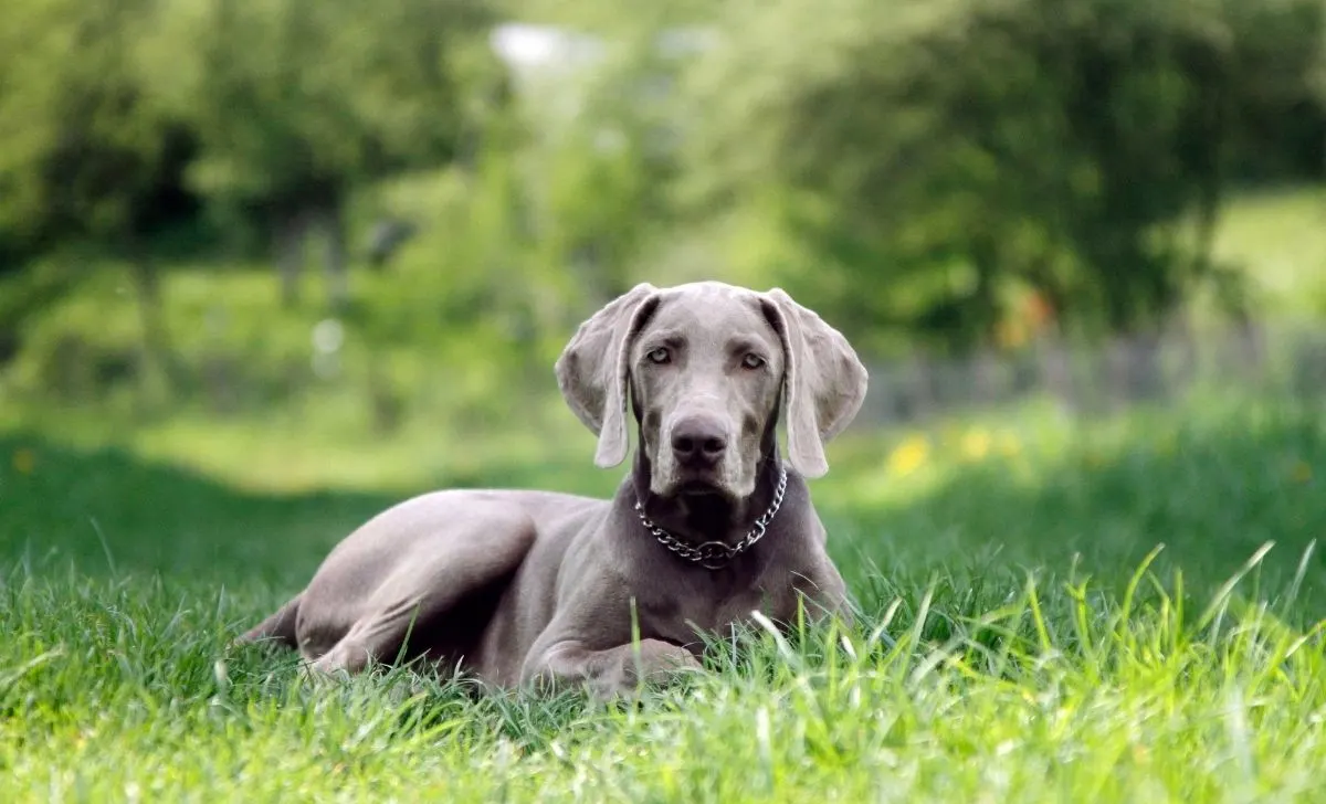 Weimaraner