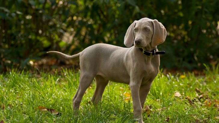 Best Weimaraner Feeding Chart For Your Gray Ghost 