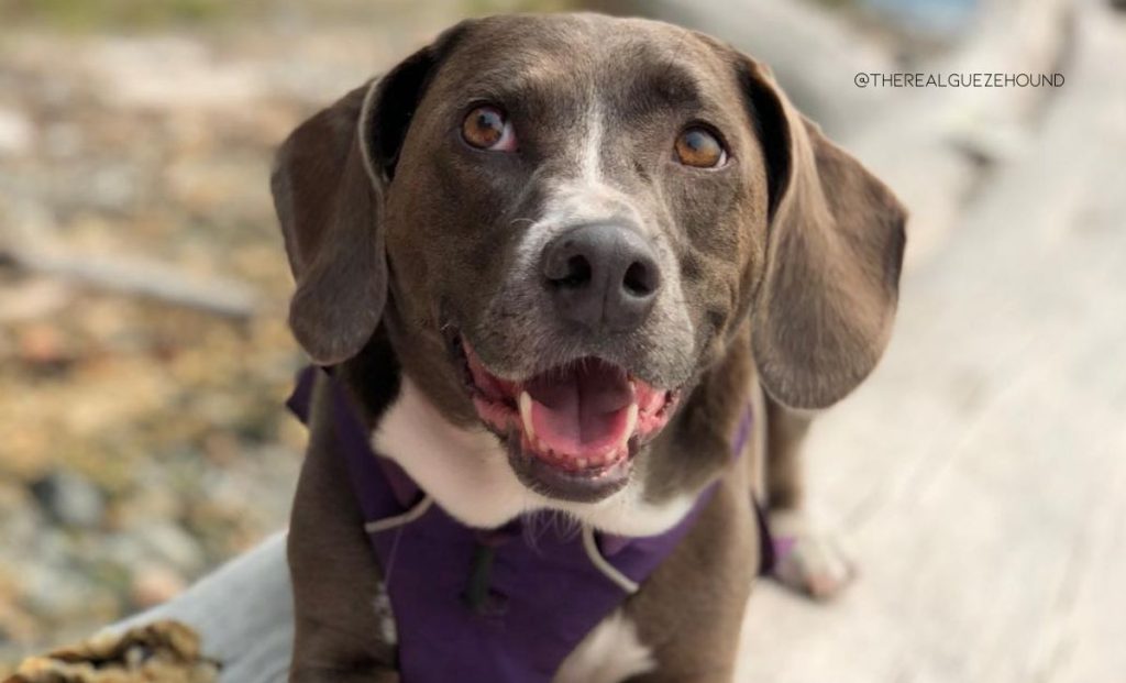 Weimaraner x Basset Hound