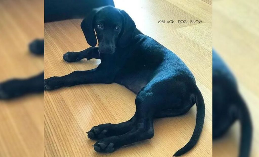 Weimaraner x Beagle