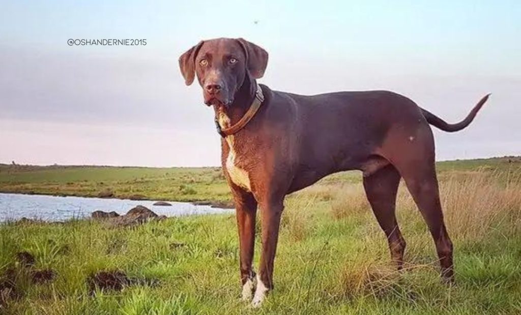 Weimaraner x Dalmatian